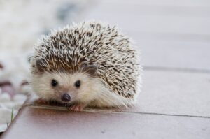 hedgehog, cute, animal-1215140.jpg