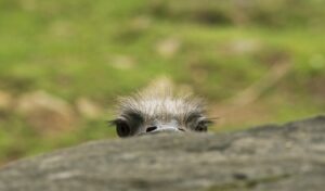 ostrich, peek, eyes-571457.jpg