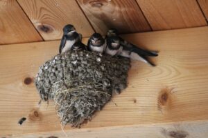 barn swallows, mother's happiness, swallows-2461911.jpg